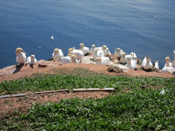 Fokken van zeevogels op het eiland helgoland — Stockfoto
