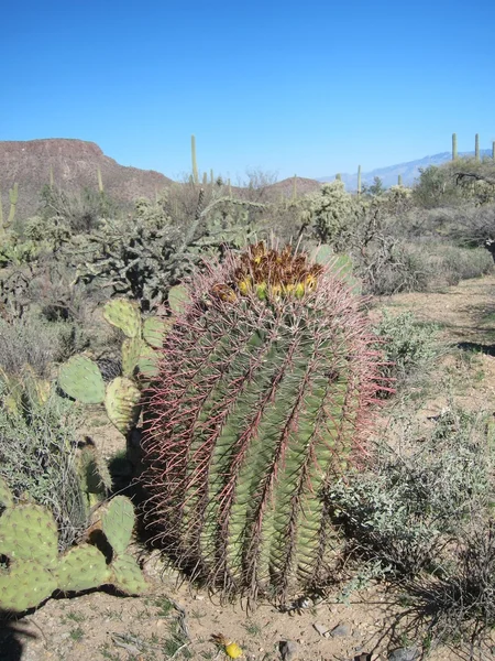 Taggig kaktus i öknen — Stockfoto