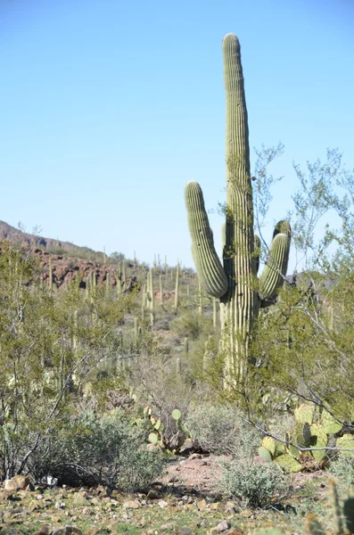 Saquaro kaktus i öknen — Stockfoto