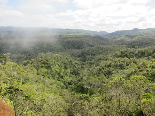 stock image Rainforest