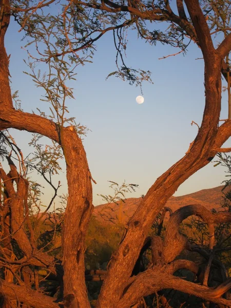 Bimber pustyni w klatce gałąź drzewa — Zdjęcie stockowe