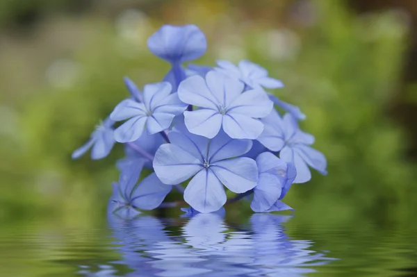 Modré květy — Stock fotografie