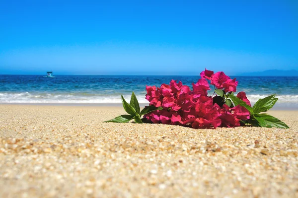 Tropical Beach Flowers — Stock Photo, Image