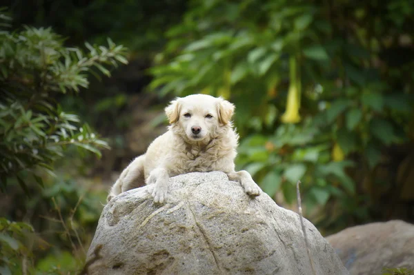 Stock image Lazy Dog