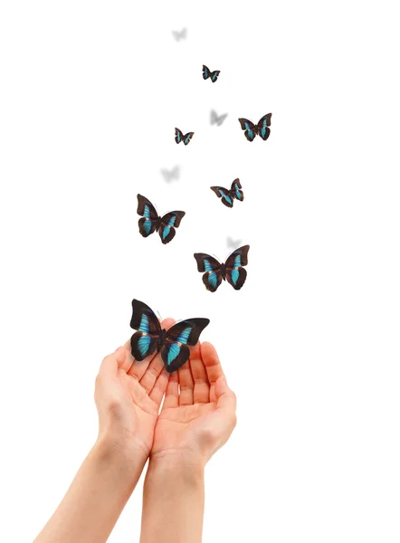 stock image Hands with Butterflies