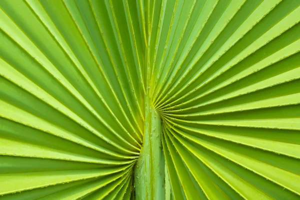 Palmeira folha fundo — Fotografia de Stock