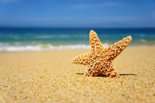 Starfish — Stock Photo, Image