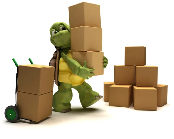 Skildpadde med kasser til forsendelse - Stock-foto