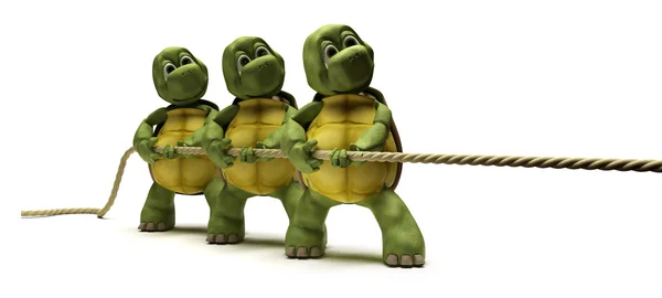Tortoises pulling on a rope — Stock Photo, Image