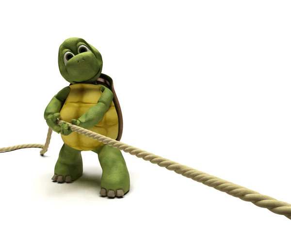 Tortoise pulling on a rope — Stock Photo, Image