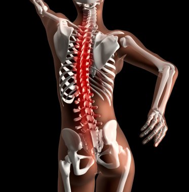 Female medical skeleton with spine highlighted clipart