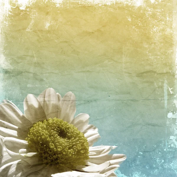 Grunge daisy background — Stock Photo, Image