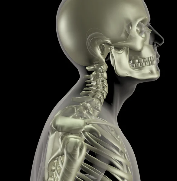 Männliches Skelett mit Nahaufnahme von Halsknochen — Stockfoto