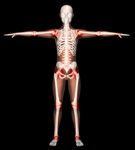 Жіночий скелет з підсвіченими суглобами — стокове фото