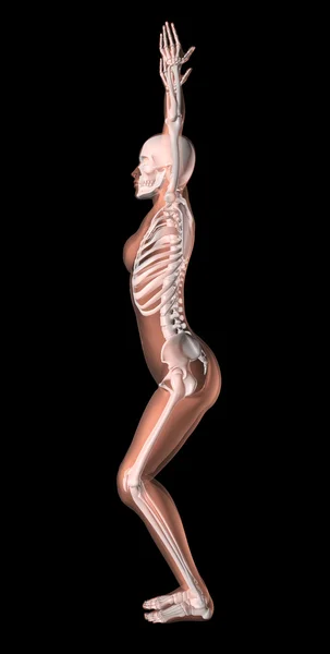 Женский скелет в позиции йоги — стоковое фото