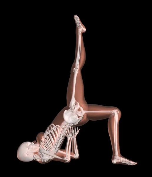 Жіночий скелет в положенні йоги — стокове фото