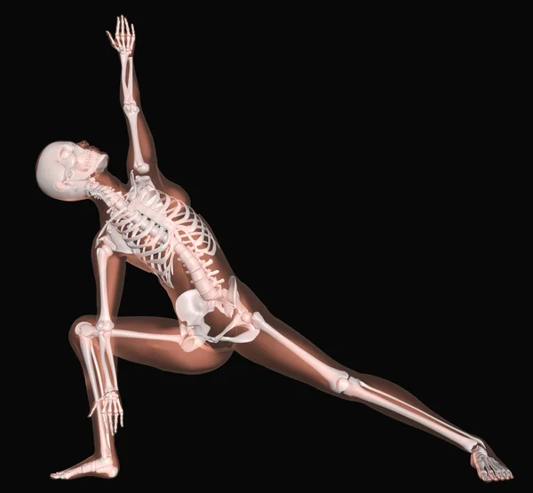 Жіночий скелет в положенні йоги — стокове фото