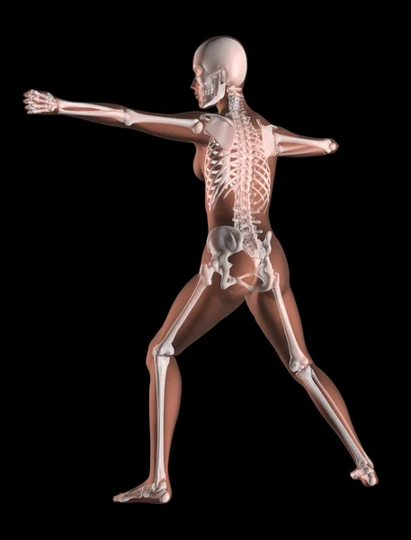 Esqueleto feminino na posição de ioga — Fotografia de Stock