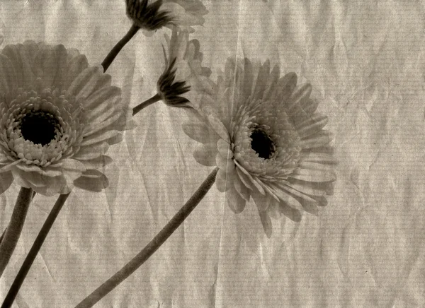Grunge λουλούδια — Φωτογραφία Αρχείου