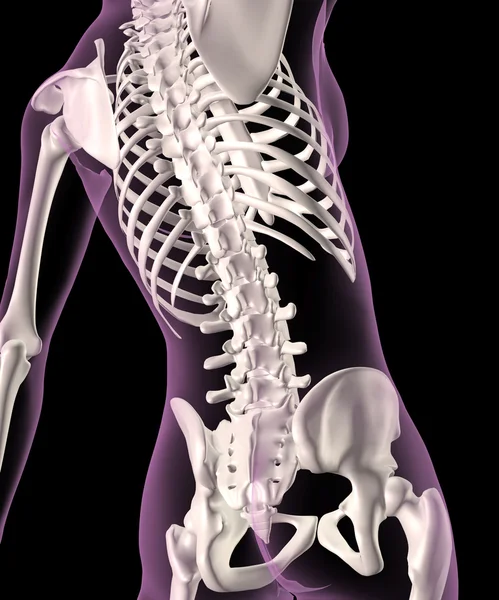 Esqueleto femenino —  Fotos de Stock