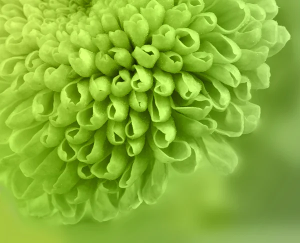 Kwiat zielony — Zdjęcie stockowe