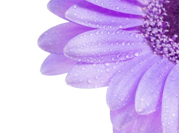 Vattendroppar på en gerbera daisy — Stockfoto