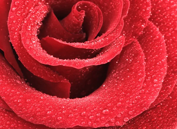 Czerwona róża z kroplami wody — Zdjęcie stockowe