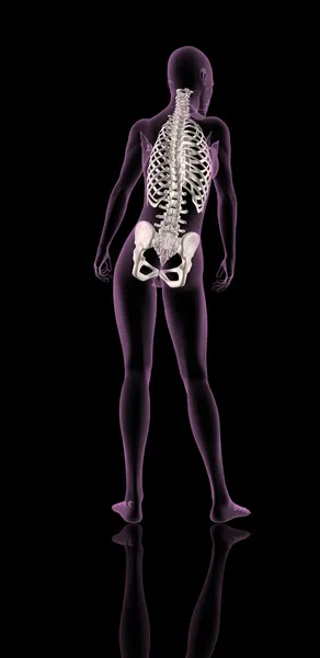 Женский медицинский скелет показывает позвоночник и бедренную кость — стоковое фото