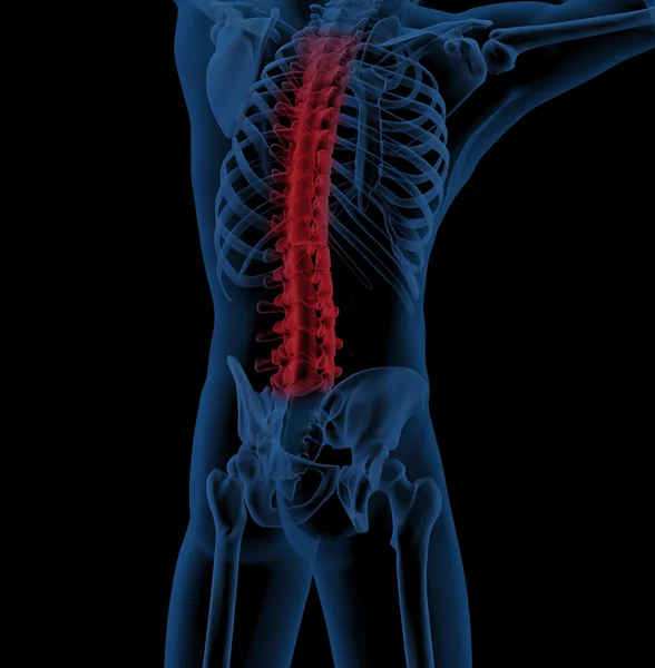 Male skeleton with spine highlighted — Stock Photo, Image