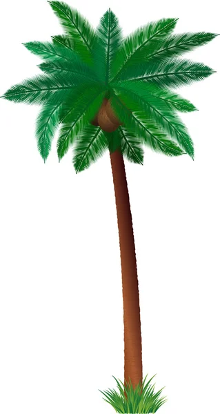 Detaljerad palm tree — Stockfoto