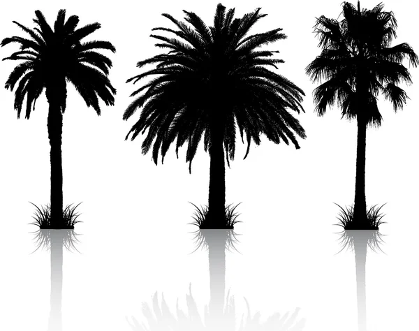 Palmiye ağacı siluetleri — Stok fotoğraf