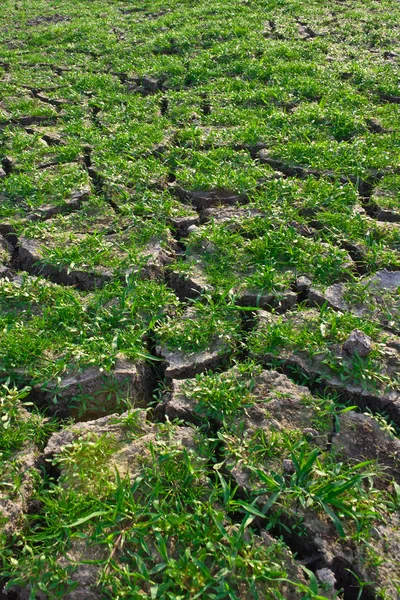 Grama verde na terra rachada — Fotografia de Stock