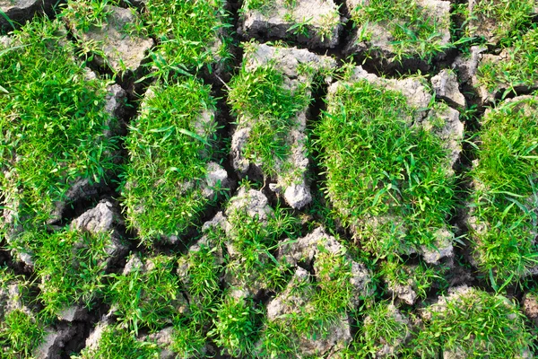 Herbe verte sur terre fissurée — Photo