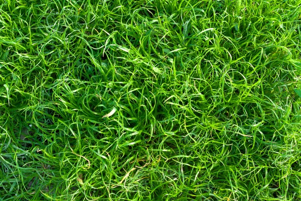 Zelená tráva textura zblízka — Stock fotografie