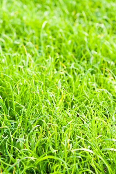 Grön gräs struktur på nära håll — Stockfoto