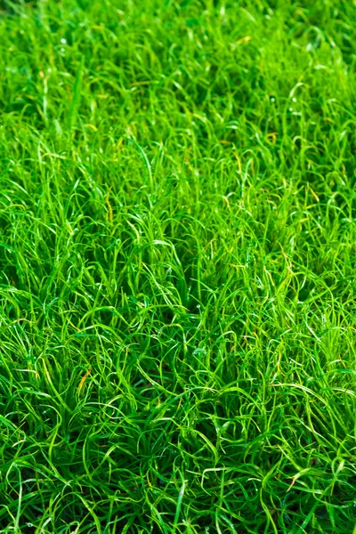 Grön gräs struktur på nära håll — Stockfoto