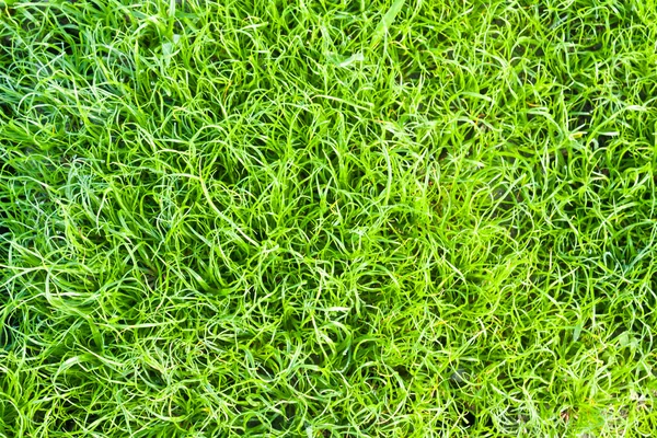 Textur von grünem Gras aus nächster Nähe — Stockfoto