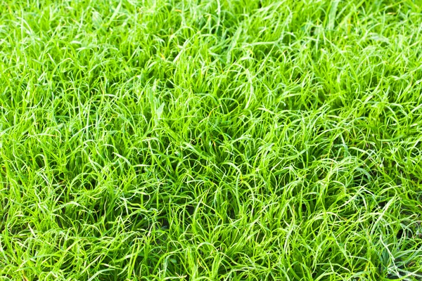 Texture herbe verte close up — Photo