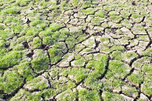 Erba verde su terra screpolata — Foto Stock