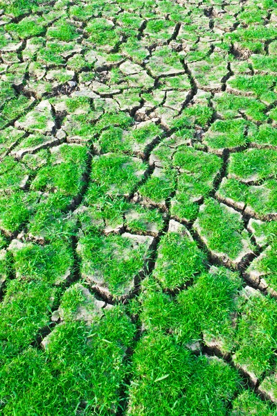 Groen gras op gebarsten aarde — Stockfoto