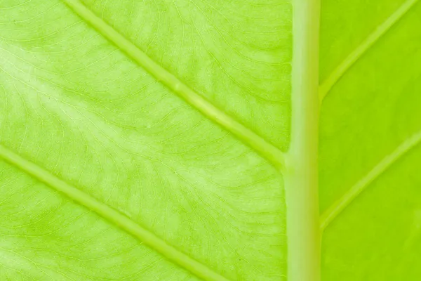 Texture of a green leaf — Stock Photo, Image