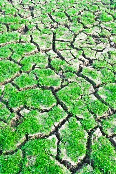 หญ้าสีเขียวบนโลกแตก — ภาพถ่ายสต็อก