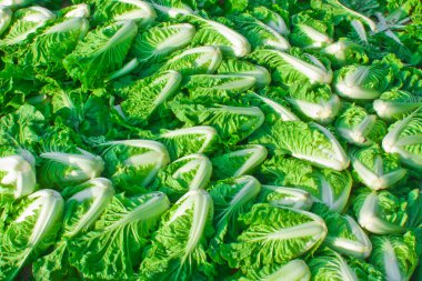 Gruop of scattered Chinese cabbage clipart