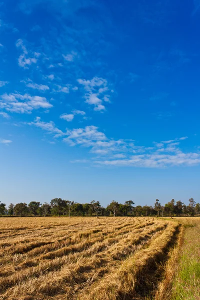 stock image Paddy rice field after harvesting