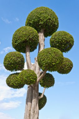 süslü şekilli dekoratif ağaç