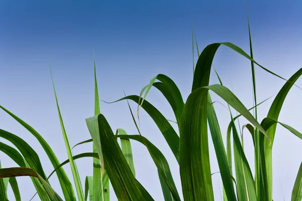 Suikerriet veld in blauwe hemel en witte wolk — Stockfoto