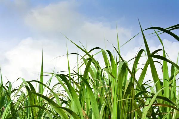 Campo de cana-de-açúcar no céu azul e nuvem branca — Fotografia de Stock