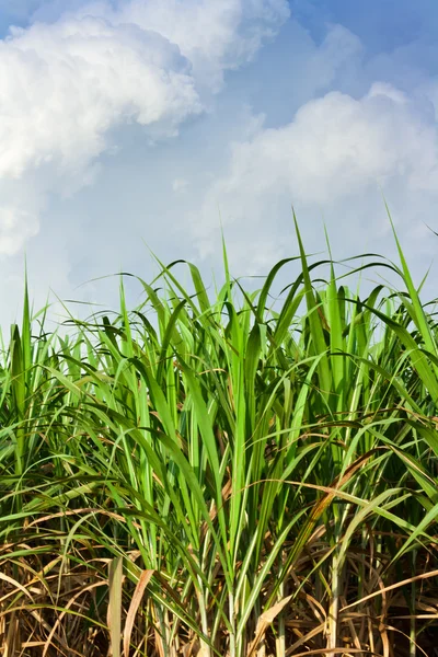 Sockerrör fältet i blå himmel och vita moln — Stockfoto