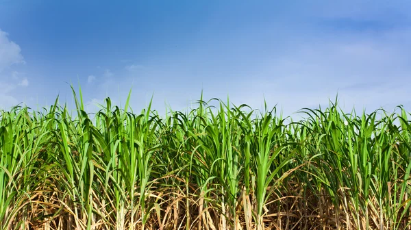Sugarcane field in blue sky and white cloud — Stock Photo, Image
