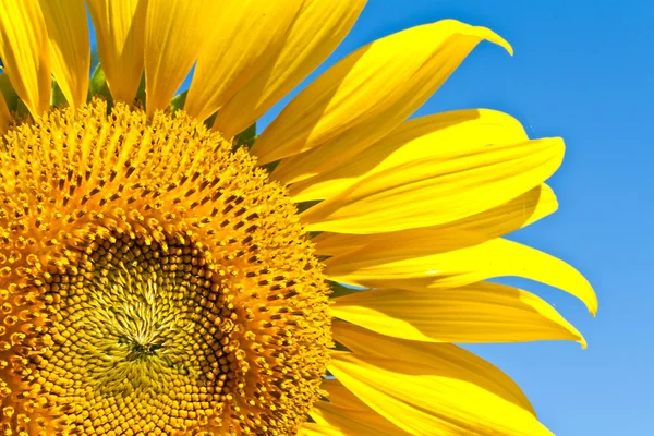 stock image Sunflower